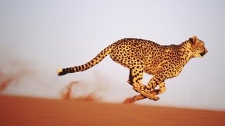 Cheetah fastest on earth  الفهد الصياد اسرع حيوان على وجه الأرض 4