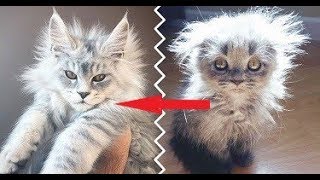 Причина, чтобы никогда не заводить мейн-куна (упаси господь).