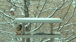 Great tits bouncing in slow-mo