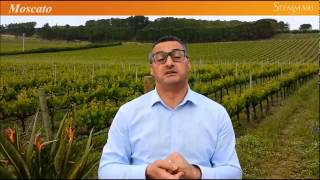 Stemmari Wines Presented by Lucio Matricardi
