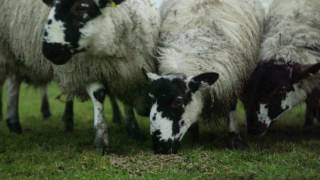 Proud to be a Butcher - Series 3 - Ep. 1