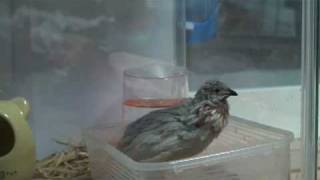 ヒメウズラの鳴き声・唸り声