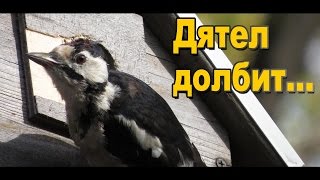 Птица дятел злостный взломщик / Видео расширения летка скворечника