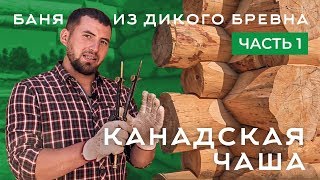 Баня из дикого бревна.  Канадская чаша.  Часть 1
