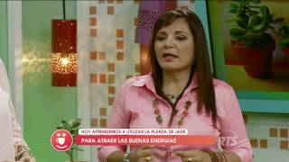 La planta de Jade es imán de buenas energías