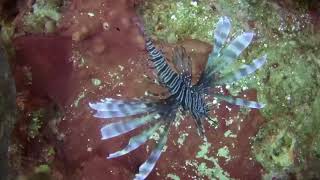 Roatan November 2017 Highlights