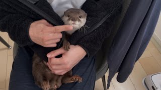 カワウソさくら 赤ちゃんのように抱き抱えられるカワウソ otter embraced like a baby