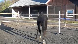 Penny Live 2yo by Stoltzenberg x Landor S 3 nov 2017