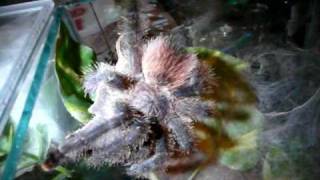 Avicularia sp. amazonas 'purple'
