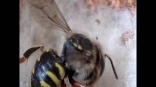 Пчела-шерстобит Anthidium sp.