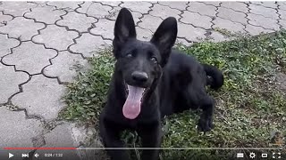 САМАЯ СЧАСТЛИВАЯ немецкая овчарка КАТЯ.The most happy dog.Odessa.
