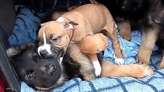 Стафф и Щенки Немецкой Овчарки. Little Killer and German Shepherd puppies.