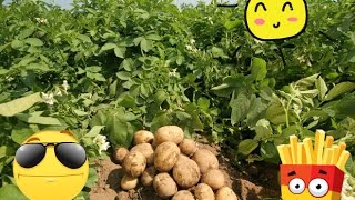 КАК ИЗБАВИТСЯ ОТ ПРОВОЛОЧНИКА И СОБРАТЬ ХОРОШИЙ УРОЖАЙ КАРТОШКИ !