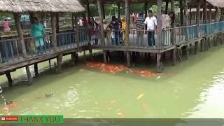 Pond Catfish Cultivation|| Magura Fish Food