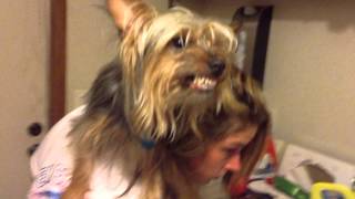 Yorkie protects mom from kids