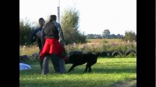 Рабочие кане корсо 8 - Кайра