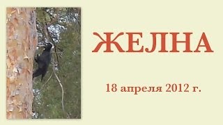 Желна 18 апреля 2012