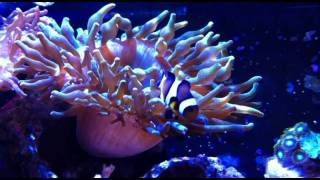 Nano Pico DIY LED aquarium, Clownfish and anemones
