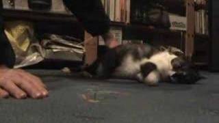 Gizzy gets a Belly rub