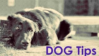 Dog Training Tips - Incorporating Your Environment