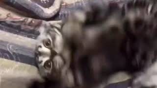 かわいいくねくねネコ)AmericanShorthairのエギル