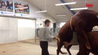 IMV - Vikinggenetics interview about OptiXcell