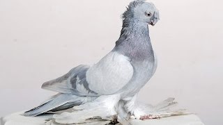 Идеальные Голуби / Узбекские голуби с Игрой ( Шавкат Шакиров ( Ташкент, Узбекистан )