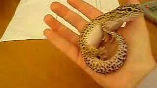 Tame Leopard Gecko