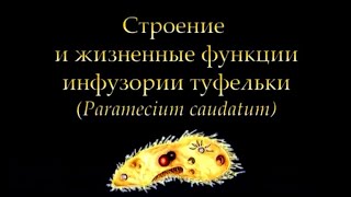 Инфузория туфелька Paramecium caudatum