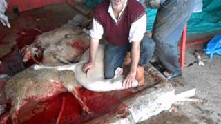 2014 YÖÇEYDER Resul KURT Kurban Kesimi