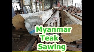 Myanmar Teak Sawing!!