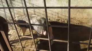Duroc si Pietran de vanzare