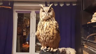 Опять явились?! УГУ на вас не хватает! - Сова не идёт на улицу, ждёт фоток деревенского домика