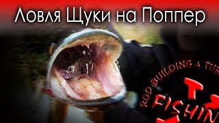 Ловля Щуки летом на Поппер.