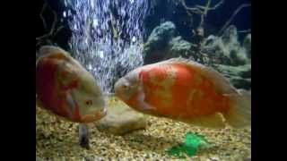 Los Astros con la puesta ajena. Астронотусы с чужой кладкой.