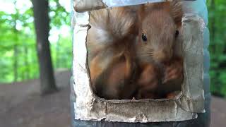 Кормлю бельчат / Baby squirrels