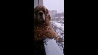 Американский Кокер-спаниель на балконе \ American cocker spaniel