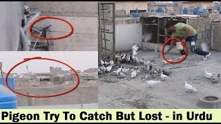 Jangla Kabootar Utra But Hath Nahi Laga - in Urdu Hindi