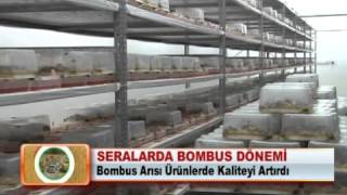 SERALARDA BOMBUS DÖNEMİ