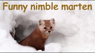 Funny nimble marten в лесах Нижнекамска