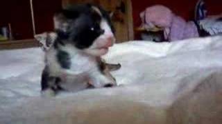 Tortie and White Devon Rex Kitten 3 Weeks Old