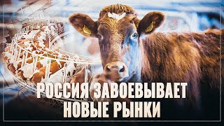 Ужасные новости для конкурентов! Молочная отрасль России растёт и развивается!