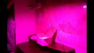 Led grow light 50w Светодиодный светильник для растений 50 Вт.