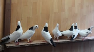 Шикарная Коллекция Голубеи нашего Друга в Германии / Pigeon Collection in Germany