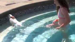 swimming bunnies