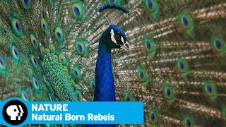 NATURE | Natural Born Rebels, Episode 3: "The Mating Game" | Official Trailer | PBS