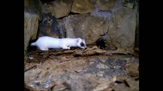 Robert E Fuller: Bandita the white stoat in my garden in her secret living quarters