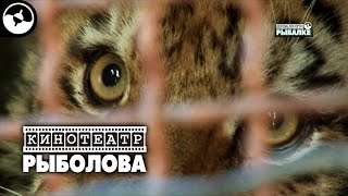 Амурский тигр. Документальный фильм | Диалоги о рыбалке