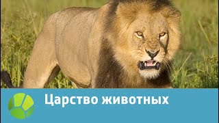 Царство животных | Живая Планета