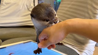カワウソと金魚が出会ってしまった…！ An otter and a goldfish have met..!